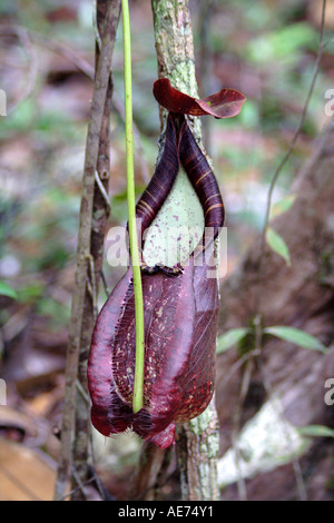 Pianta brocca Nepenthes Rafflesiana Var Alata, Bako National Park, Stati di Sarawak, nel Borneo, Malaysia Foto Stock