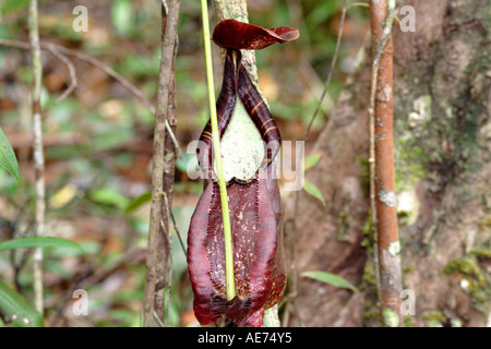 Pianta brocca Nepenthes Rafflesiana Var Alata, Bako National Park, Stati di Sarawak, nel Borneo, Malaysia Foto Stock