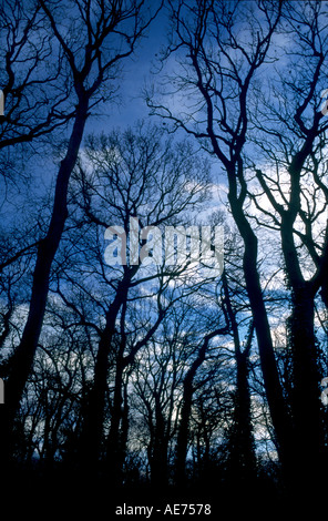 Faggi stagliano contro il cielo di sera Foto Stock