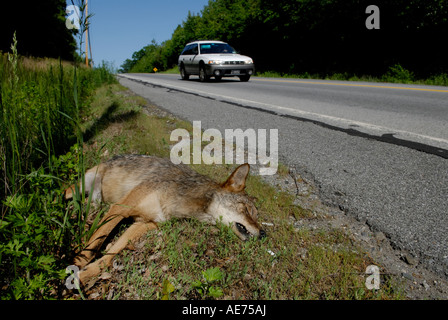 Coyote Canis latrans che giace morto accanto a una strada Rockland County New York Foto Stock
