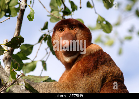 Maschio di scimmia proboscide in Bako National Park, Kuching, Sarawak, Borneo, Malaysia Foto Stock