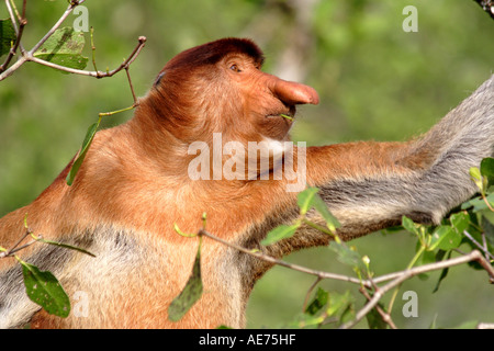 Maschio di scimmia proboscide in Bako National Park, Kuching, Sarawak, Borneo, Malaysia Foto Stock