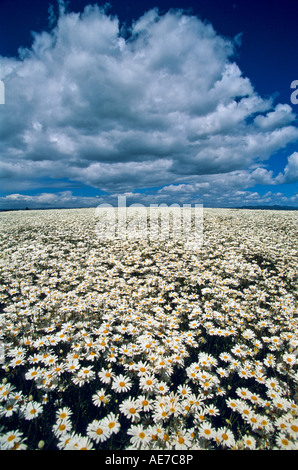 Piretro raccolto in fiore Tasmania, Australia Foto Stock