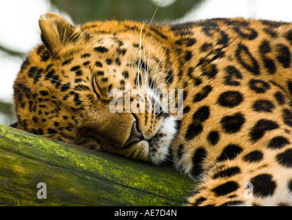 Leopardo dell'Amur Foto Stock