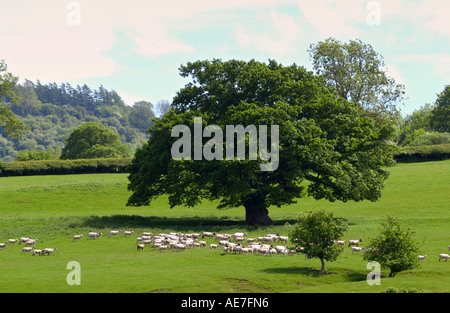 Pecore in campo su terreni agricoli a Hay on Wye Powys Wales UK Foto Stock