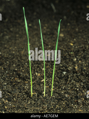 Piantine Blackgrass Alopecurus mvosuroides a singolo stadio fogliare Foto Stock