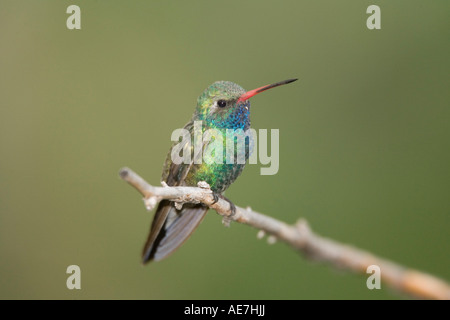 Ampia fatturati Hummingbird Cynanthus latirostris montagne Huachuca Cochise County Arizona Stati Uniti 19 luglio Foto Stock