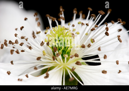 Foto macro di un Blackberry blossom Rubus fruticosus un K di un rovo lampone Foto Stock