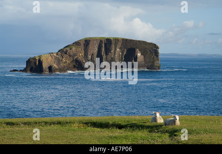 dh Dore Holm ESHA NESS SHETLAND agnelli di pecora Shetland seduto sulla cima della scogliera arco naturale unihabitate basalto roccia shetlands mare stack isole scozia Foto Stock