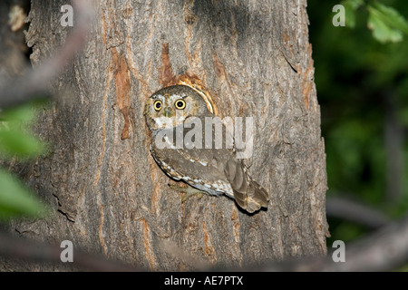 Elf Owl Micrathene whitneyi Elgin Arizona Stati Uniti 20 luglio adulto presso il nido cavità titonidi Foto Stock