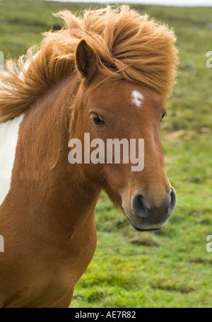 dh SHETLAND PONY UK Piebald Shaggy capelli shetland testa pony e spalle bestiame purebred isole animali piccoli pony di cavalli Foto Stock