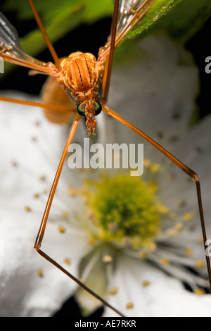 Gru volare su un fiore di fragola Foto Stock