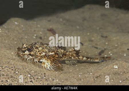 Pogge, hooknose, gancio-naso, armati paratia (Agonus cataphractus) Foto Stock