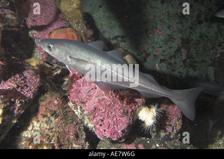 Merluzzo carbonaro, Pollock, Atlantic pollock, Coley, Merluzzi carbonari (Pollachius virens) Foto Stock