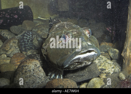 Padre Lasher, shorthorn sculpin, bull rout, bull-rout, corto-spined seascorpion (Myoxocephalus scorpione, Cottus scorpione) Foto Stock