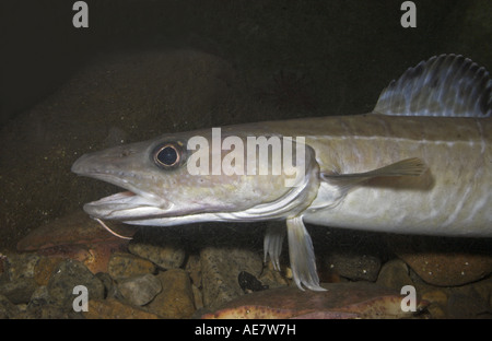 Ling, Europeo molva (Molva molva), ritratto Foto Stock