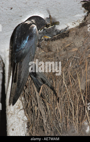 Barn swallow (Hirundo rustica), genitore mangimi per animali giovani di uccelli nel nido, in Germania, in Baviera, Isental Foto Stock