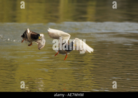 Il germano reale (Anas platyrhynchos), due i draghetti sbarco, Germania Foto Stock