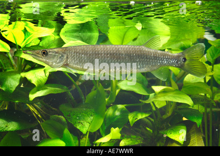 African pike characins, hepsetids (Ctenolucius hujeta), femmina 150 mm Foto Stock