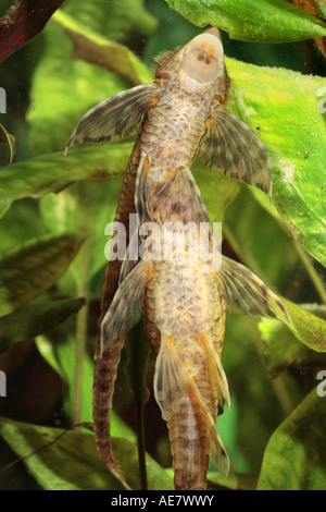 Sturisoma festivum (Sturisoma festivum), giovane la deposizione delle uova Foto Stock