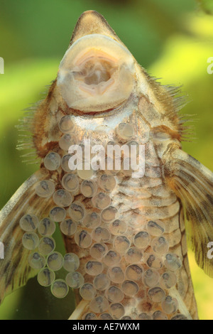 Sturisoma festivum (Sturisoma festivum), maschio a guardia delle uova con larve Foto Stock