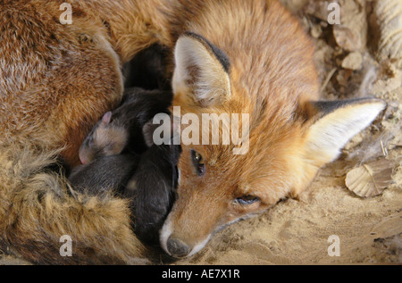 Red Fox (Vulpes vulpes vulpes), femmina con pub, in Germania, in Baviera Foto Stock