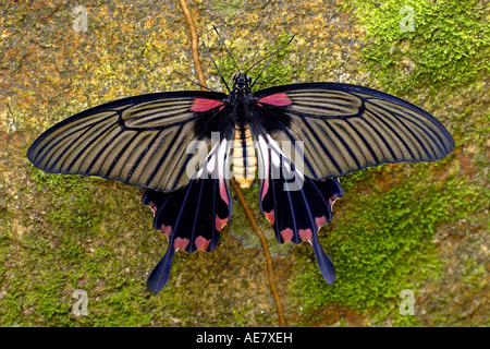 Comune di rose (farfalla), rosso corposo a coda di rondine (Pachliopta aristolochiae), farfalle tropicali, Thailandia Phuket Foto Stock