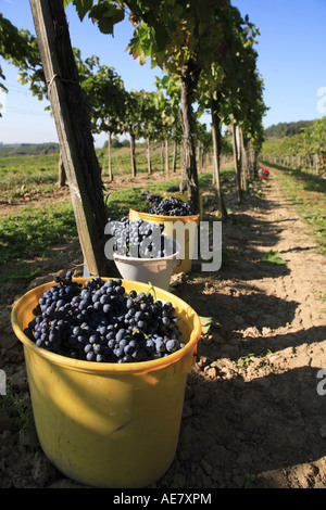 Vitigno, vite (Vitis vinifera), vendemmia, vitigni in secchi, Austria, Niederoesterreich, Elsarn Foto Stock