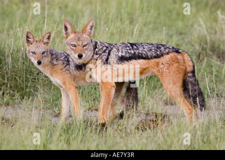 Nero-backed jackal (Canis mesomelas), giovane, maschile indossando un mittente, Namibia, Etosha NP Foto Stock