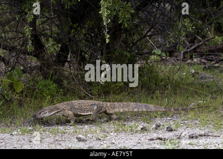 Monitor del capo, rock monitor, del Bosc monitor, savana africana monitor (Varanus exanthematicus albigularis), guardando per alimentazione, Na Foto Stock