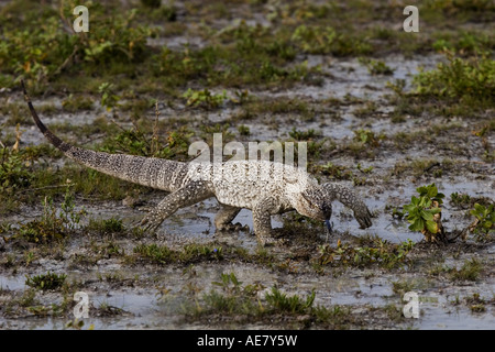 Monitor del capo, rock monitor, del Bosc monitor, savana africana monitor (Varanus exanthematicus albigularis), guardando per alimentazione, Na Foto Stock