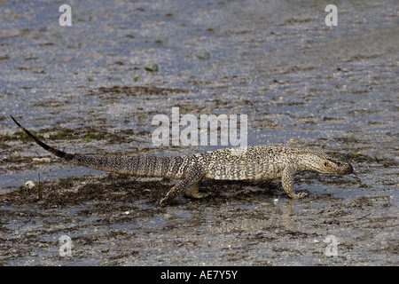 Monitor del capo, rock monitor, del Bosc monitor, savana africana monitor (Varanus exanthematicus albigularis), guardando per alimentazione, Na Foto Stock