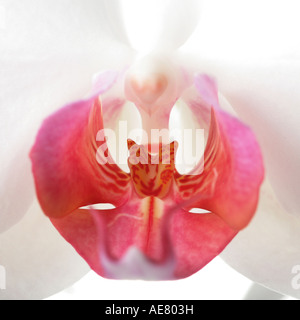 Moth orchid (Phalaenopsis ibrido), fiori, dettaglio Foto Stock