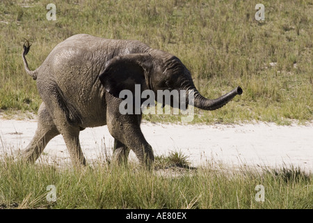 Elefante africano (Loxodonta africana), di vitello, Namibia, Etosha NP Foto Stock