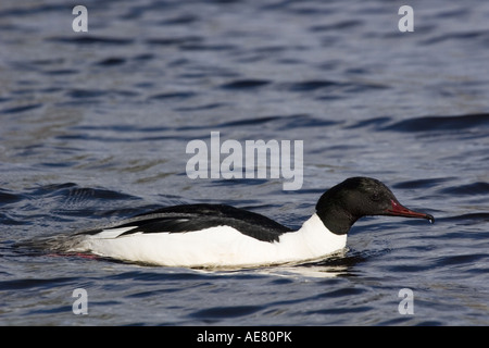 Smergo maggiore (Mergus merganser), maschio in allevamento piumaggio, Svezia Foto Stock