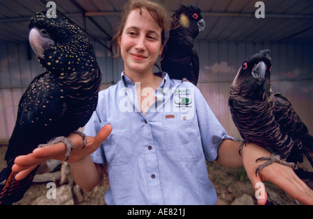 Giallo, rosso e bianco nero codato cacatua, "Dundees Wildlife Park", [Sud Australia] Foto Stock