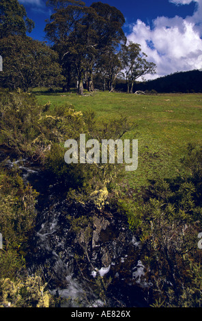 'Murray River' vicino alla sorgente, Australia Foto Stock