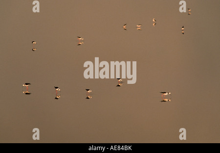 Pied o black-winged stilt, Sud Australia, orizzontale Foto Stock