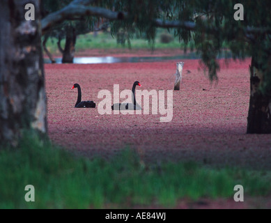 Cigni neri in Australia, Foto Stock