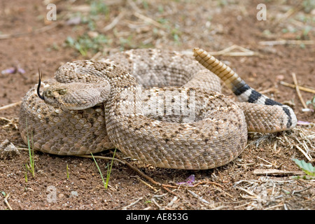 Western Diamondback Rattlesnake Crotalus atrox Elgin Arizona Stati Uniti 21 luglio adulto dai Viperidi Foto Stock