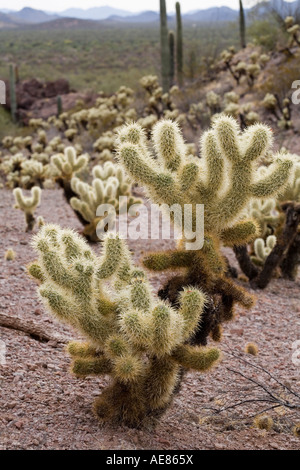 Teddy bear Cholla Opuntia bigelovii cresce nelle zone dove il deserto è stato disturbato Deserto Sonoran vicino a Tucson in Arizona Foto Stock