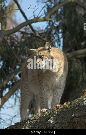 Lince euroasiatica Felis lynx adulto permanente sulla caduto albero di abete West Bohemia Repubblica Ceca molla Foto Stock