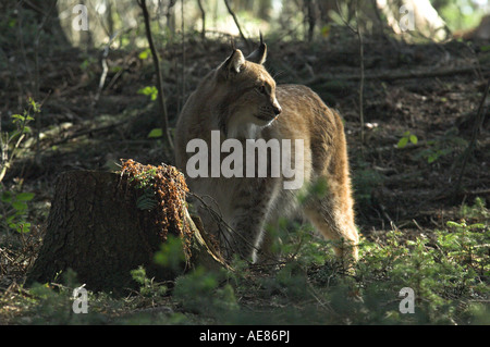 Lince euroasiatica Felis lynx adulto nella foresta di abeti rossi West Bohemia Repubblica Ceca molla Foto Stock