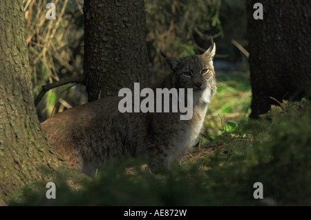 Lince euroasiatica Felis lynx adulto nella foresta di abeti rossi West Bohemia Repubblica Ceca molla Foto Stock