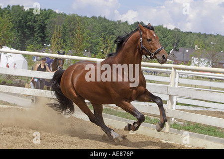Il cavallo corre sulla libertà Foto Stock