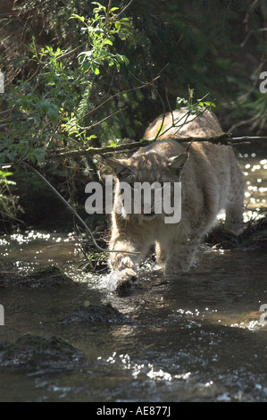 Lince euroasiatica Felis lynx adulto a piedi attraverso stream West Bohemia Repubblica Ceca molla Foto Stock