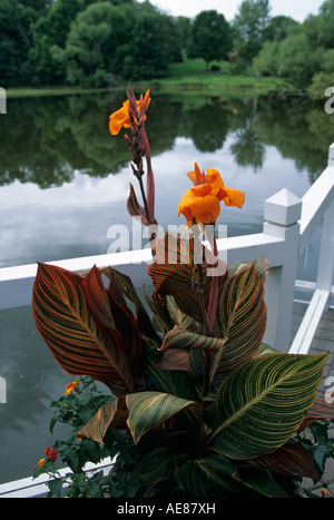 Vista di stagno da ponte in Minnesota HOME. CANNA LILY in pentola in primo piano. La fine dell'estate. Foto Stock