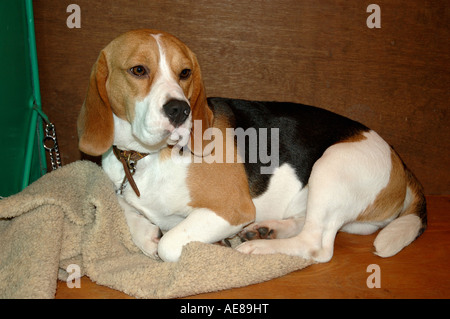 Un simpatico Beagle inglese recante su una coperta Foto Stock