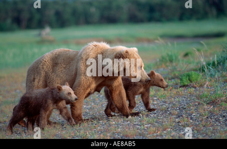 Orso bruno madre con i cuccioli dell'anno Foto Stock