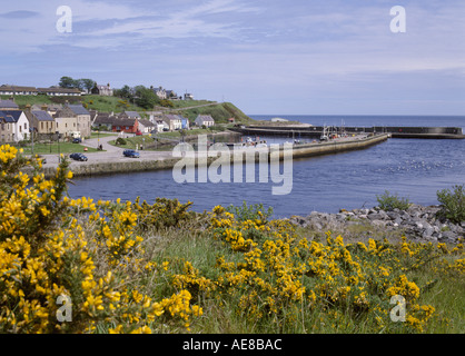 dh Scottish Highland Village HELMSDALE HARBOUR SUTHERLAND SCOTLAND Gorse Bush costa nord 500 Foto Stock